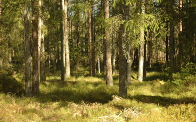 Er selvkontrol og disciplin en af dine styrker?